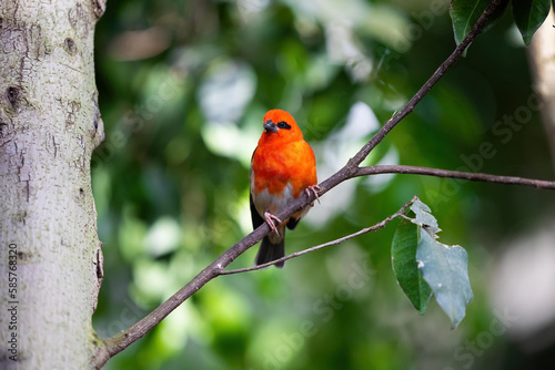 Red fody bird on the branch in the forest. Birds in the natural Madagascar forest