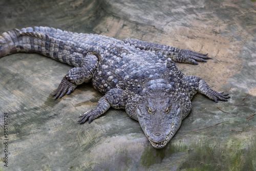 Crocodile resting on a rock. Close-up of the reptile's head