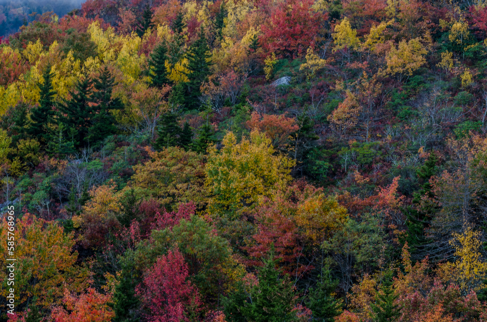 Muted Fall Colors in the Blue Ridge Mountains