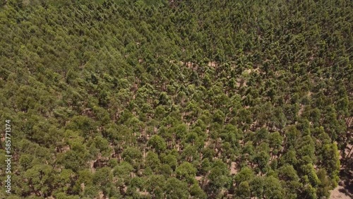 Lost lush forests of Argentine Gran Chaco aerial photo