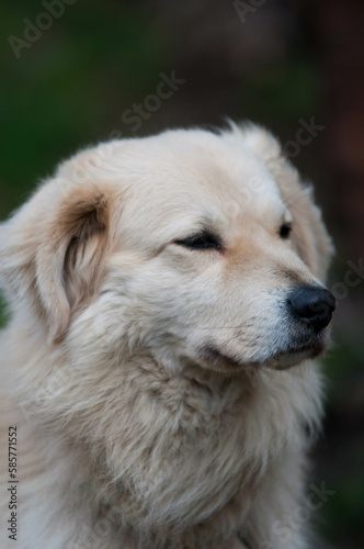 Pies, portret psa, biały pies