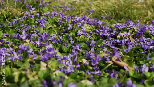 Viola Alpina Flowers In The Spring. Beautiful Small Violet Flowers In The Park photo