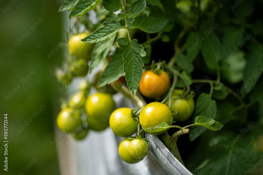 Green and red tomatoes on a plant in a vegetable garden