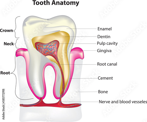Tooth anatomy