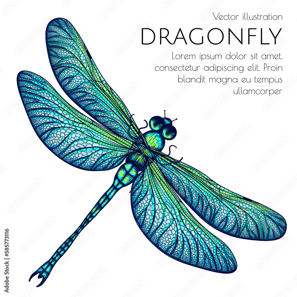 Vector illustration of a green-blue dragonfly - obrazy, fototapety, plakaty 