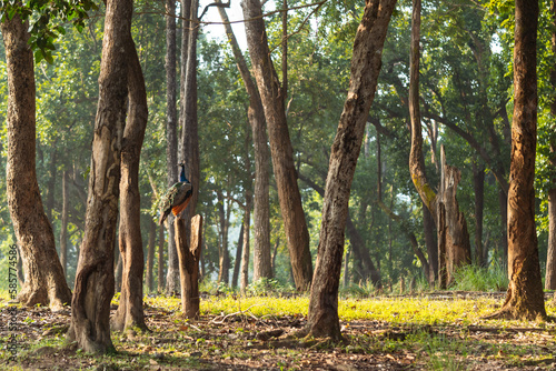 Peacock sitting on a tree stump in Kanha National Park, Madhya Pradesh encountered while on a safari ride in the park. photo