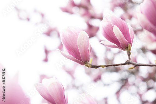 Blooming branch of magnolia tree in spring time. Close up 