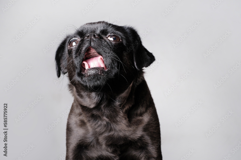 Portrait of pretty brabancon or griffon dog looking at the camera with open mouth and tongue, sitting over white wall, closeup shot. Portrait of pretty brabancon or griffon dog looking at the camera with open mouth and tongue, sitting over white wall, closeup shot.