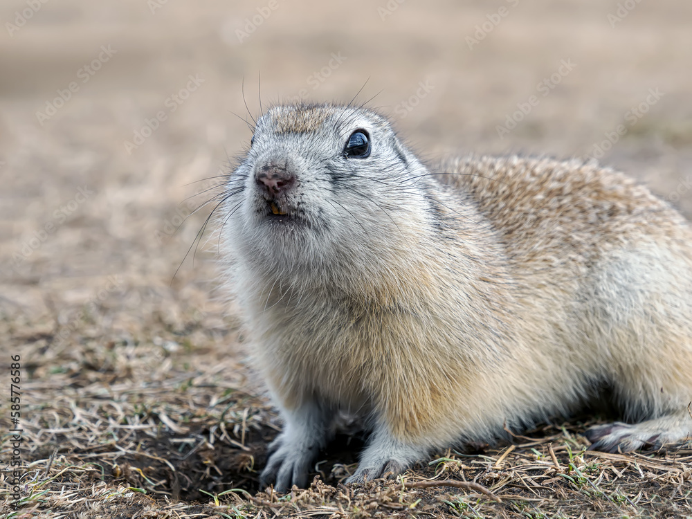 Fototapeta premium Gopher is leaned out of its hole on a lawn and looking at the camera. Waking up rodent after season hibernation. Close-up portrait of a rodent.