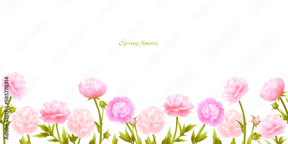 Peonies. Pink flowers. Floral background. Buds. Border. Green leaves. Vector illustration.