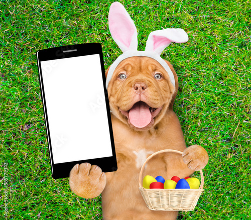 Canvas Print Happy mastiff puppy wearing easter rabbits ears holds basket of painted easter eggs and shows big smartphone with white blank screen in it paw and lies on its back on summer green grass