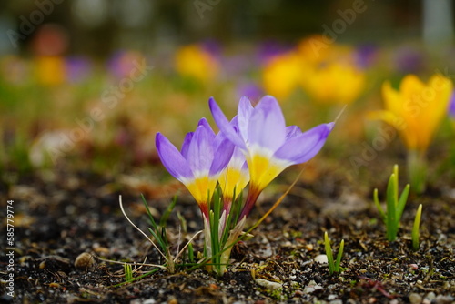 Two BEST bright blue-yellow spring crocus flowers lit by the sun on the blurred flower background