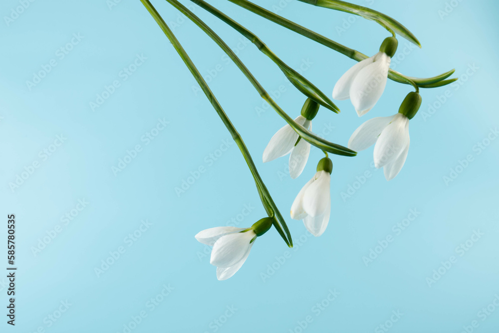 Snowdrop on blue background. White springs flower in close-up with copy space.concept of early spring. Snowdrop on blue background. White springs flower in close-up with copy space.concept of early spring.