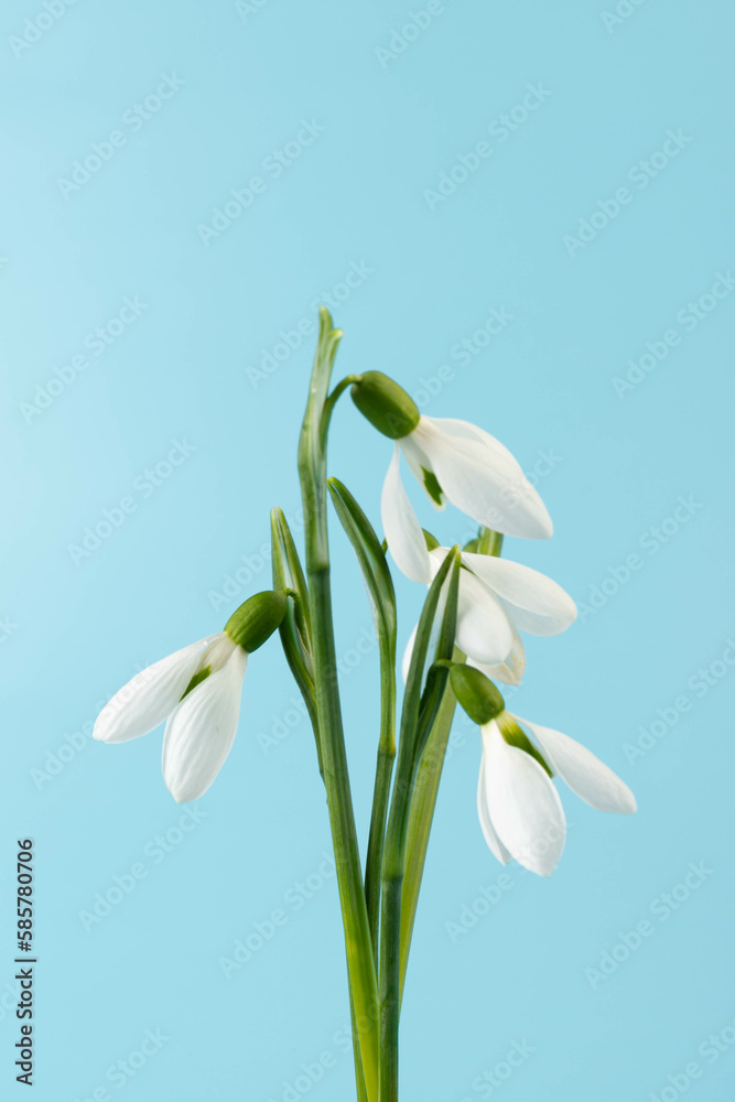 Snowdrop on blue background. White springs flower in close-up with copy space.concept of early spring.