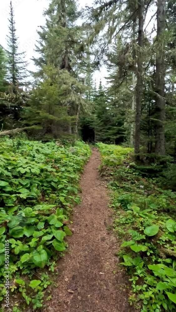 Hiking a Trail Deep into the Green Forest Wilderness. Slow motion.