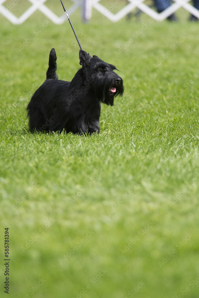 Scottish Terrier standing on a field of grass during a dog show Scottish Terrier standing on a field of grass during a dog show