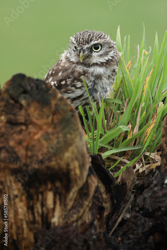 A portrait of a Little Owl on top of a willow
