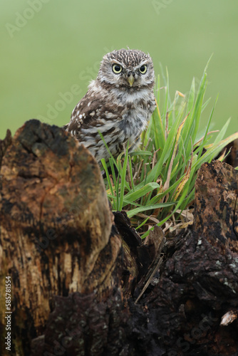 A portrait of a Little Owl on top of a willow 