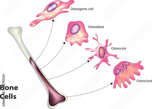 bone cells photo