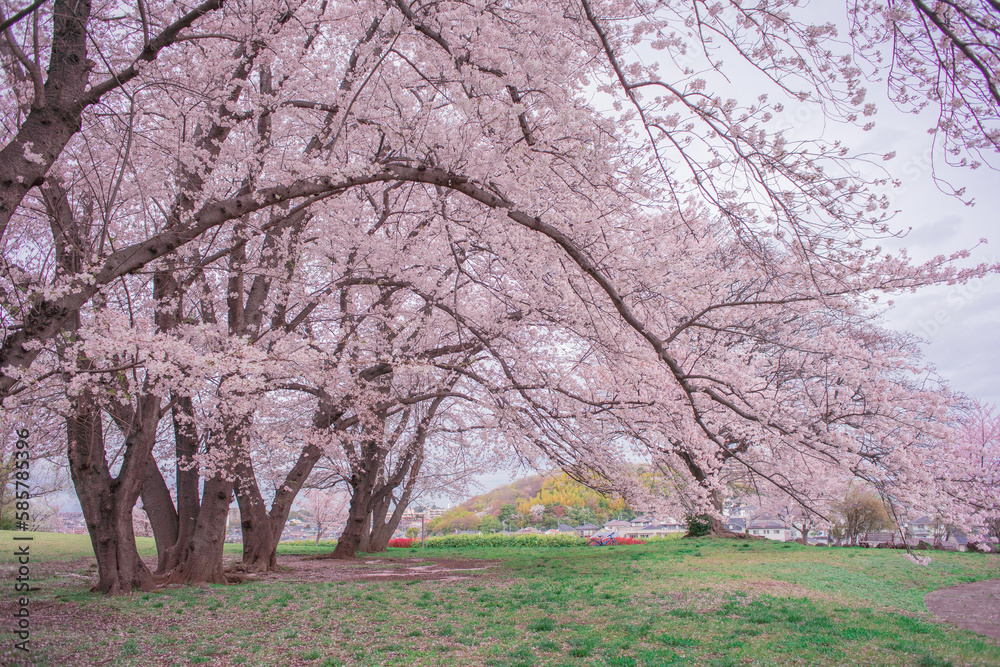 Obraz premium 大きな桜の木