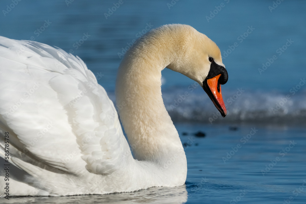 Swan in the icy water