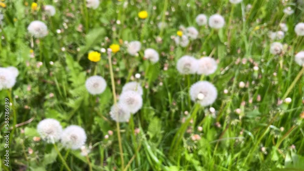 Meadow full of dandelions. Blurred background. Meadow full of dandelions. Blurred background.
