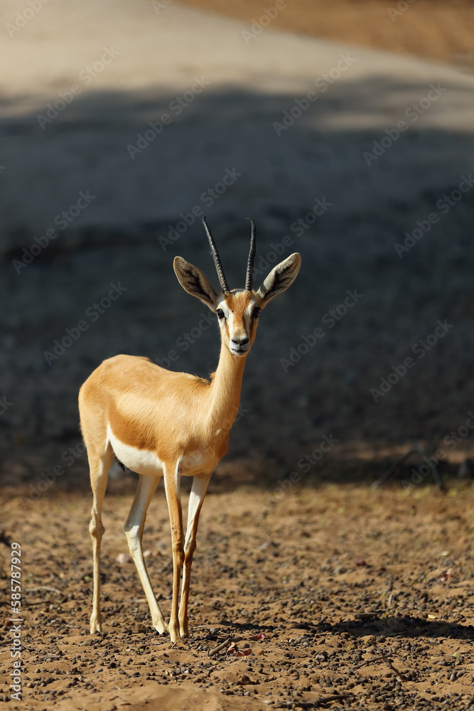 The goitered or black-tailed gazelle (Gazella subgutturosa) in the Arabian desert. The goitered or black-tailed gazelle (Gazella subgutturosa) in the Arabian desert.