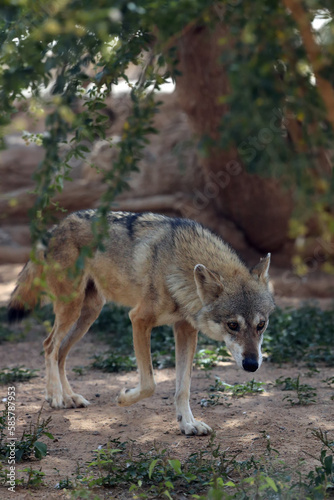 The Arabian wolf  Canis lupus arabs  in dry desert vegetation.