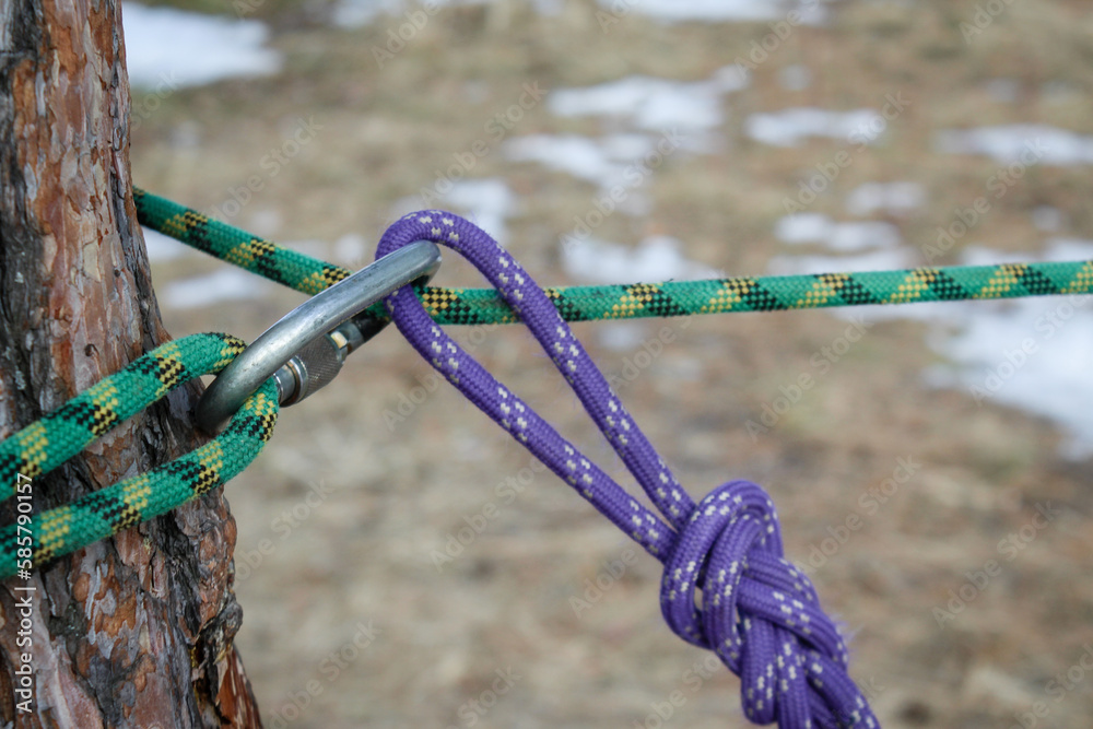 Two ropes, purple and green, tied to a tree with a steel carabiner. Mountaineering, sports tourism, rock climbing training and education. Two ropes, purple and green, tied to a tree with a steel carabiner. Mountaineering, sports tourism, rock climbing training and education.