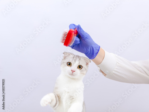 Fototapeta Naklejka Na Ścianę i Meble -  Female vet in blue gloves holding a brush. Vet doctor examining kitten in animal hospital. White background.