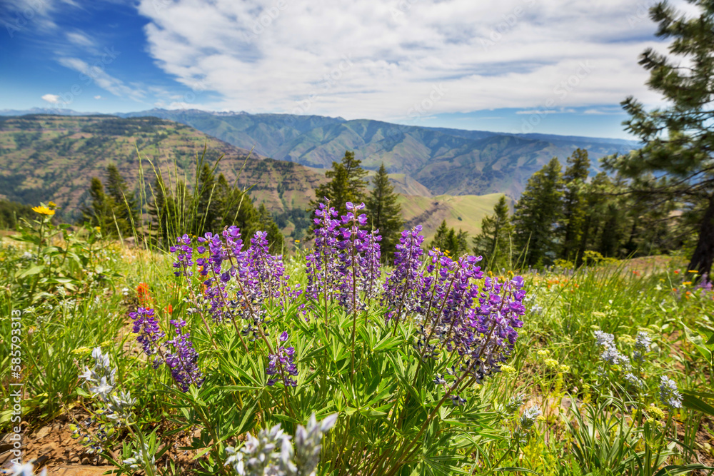 Obraz premium Mountains meadow