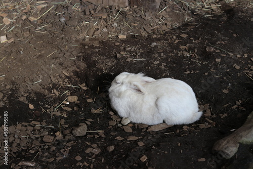 Cute Rabbit in the farm near Shizuoka