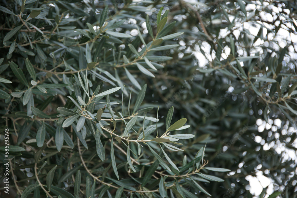 Closeup view of beautiful olive tree with green leaves outdoors Closeup view of beautiful olive tree with green leaves outdoors