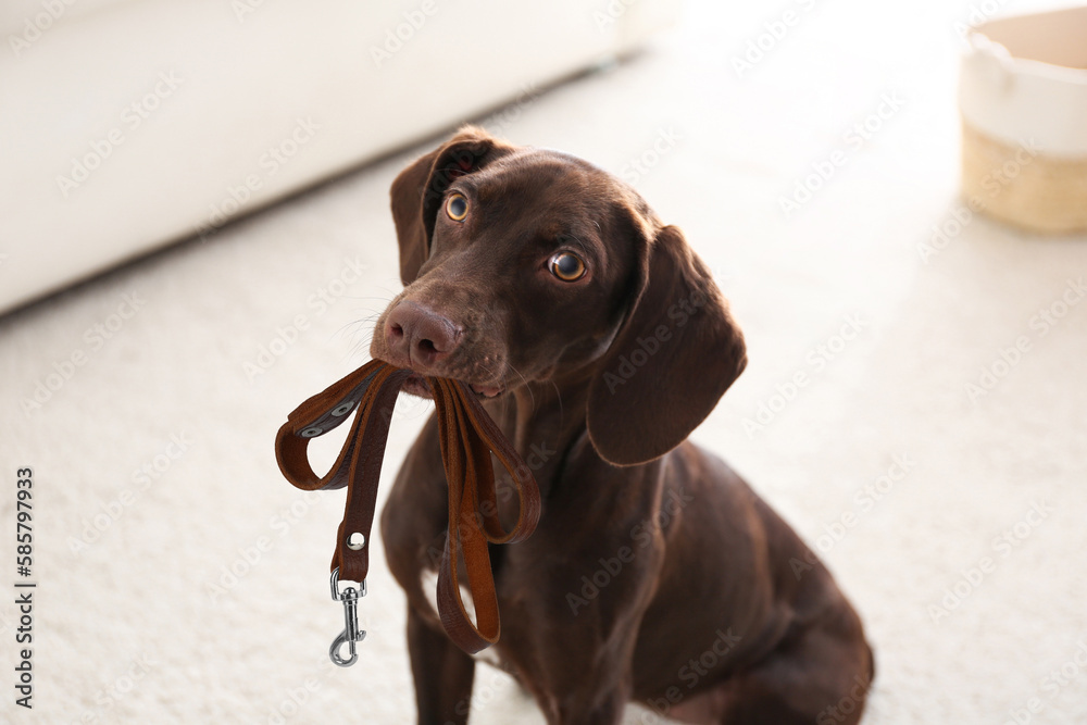 Ταπετσαρία Adorable brown German Shorthaired Pointer dog holding leash in mouth indoors