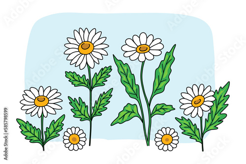 Set of blooming chamomile with leaves.