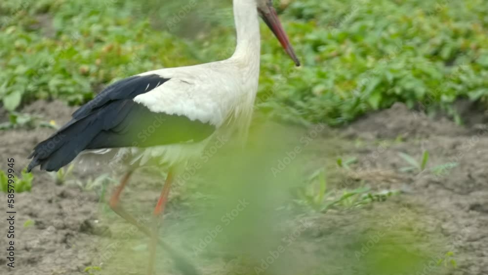 Large wading bird white stork in field looking for prey among the greenery. Water bird on hunt Large wading bird white stork in field looking for prey among the greenery. Water bird on hunt