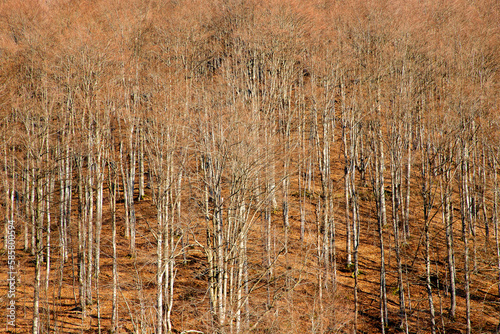 a deciduous forest without leaves