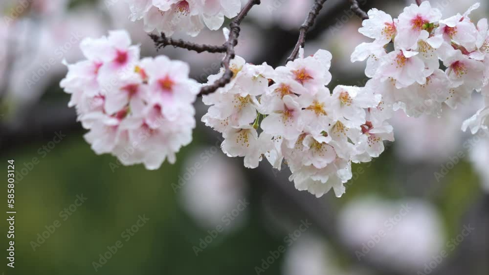 Spring, slow motion of cherry blossoms swaying in the rain, sad landscape Spring, slow motion of cherry blossoms swaying in the rain, sad landscape