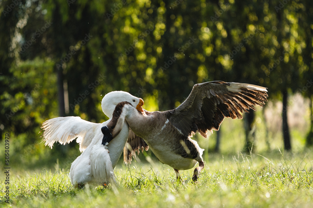 Obraz premium Couple fighting geese on the farm, two geese have a fierce battle on the grass of farm in Thailand, white geese on the green grass opened the wings attacking the lifting