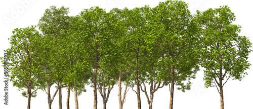 treeline trees hq arch viz cutout photo