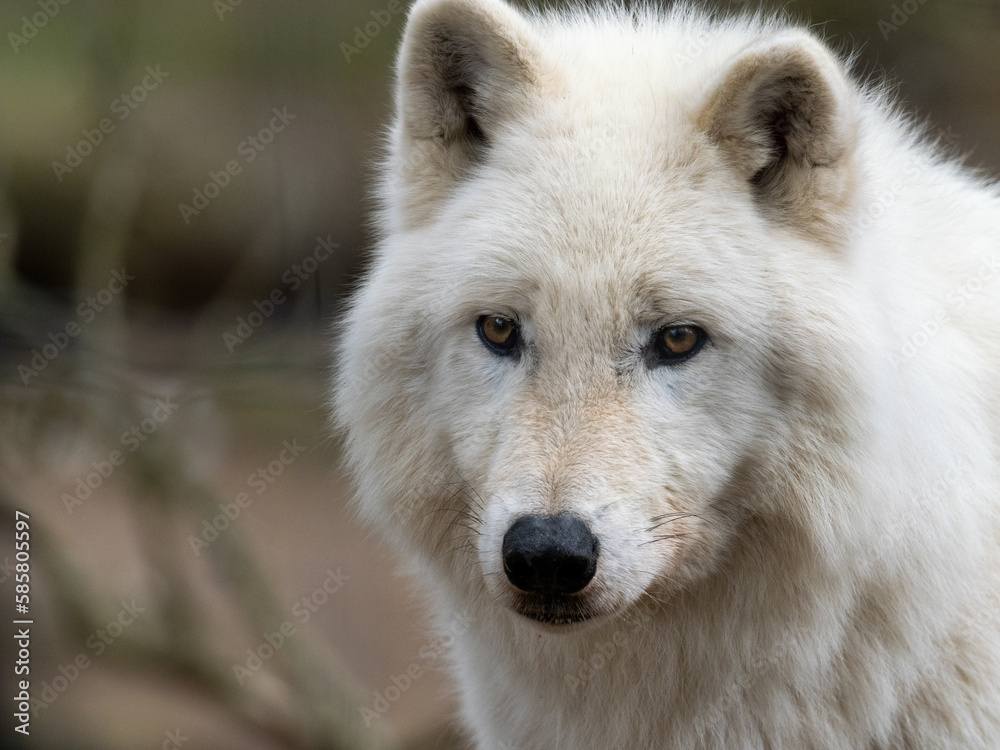 Polarwolf