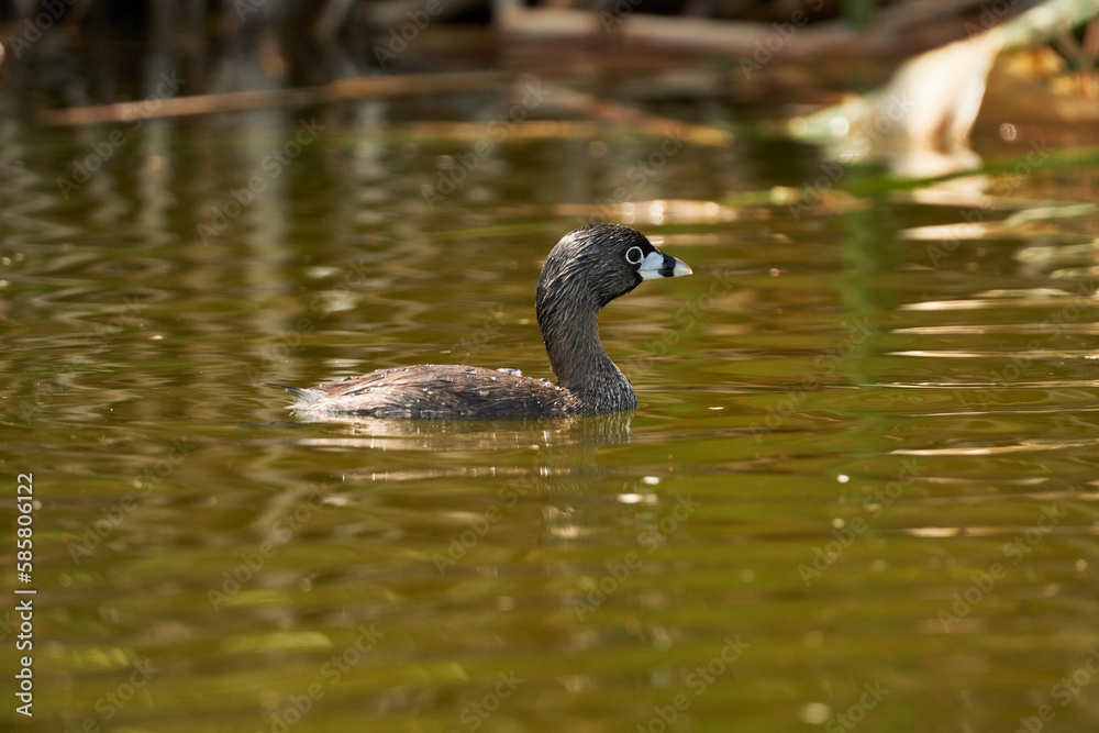Bird Pied-billed grebe, zambullidor de pico grueso Bird Pied-billed grebe, zambullidor de pico grueso