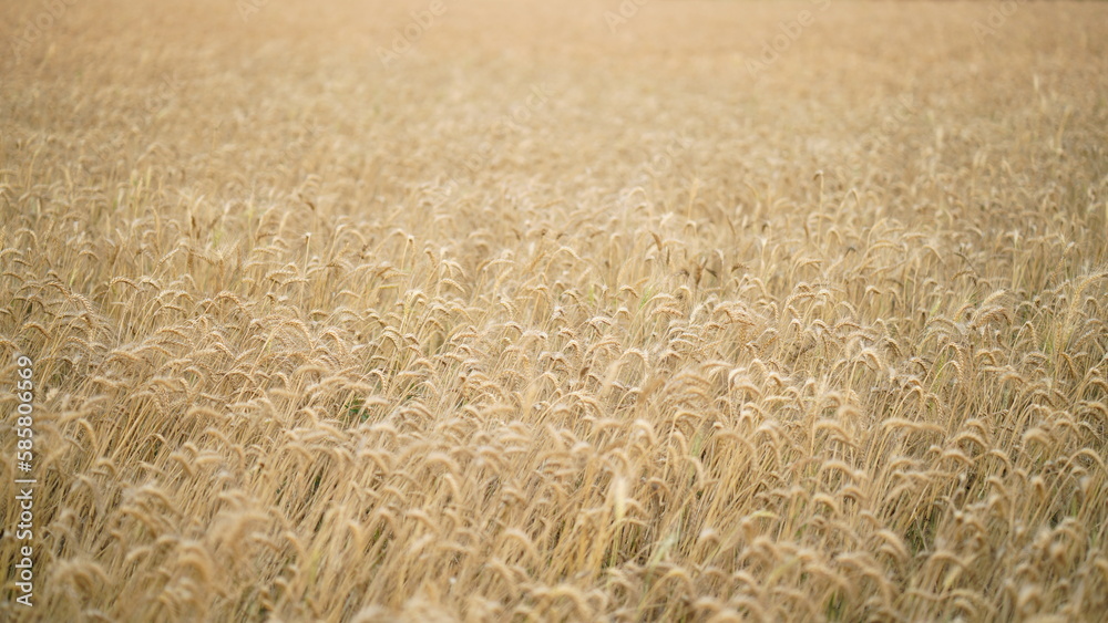 Golden ripe ears of wheat in rays of sun, summer field, golden wheat harvest in sun-kissed summer field