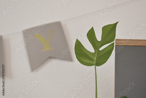 Monstera