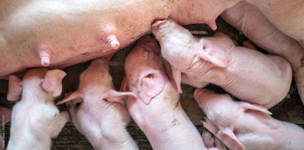 The top view of Many newly born piglets are sleeping on the mother's milk, Momma pig feeding baby pigs The top view of Many newly born piglets are sleeping on the mother's milk, Momma pig feeding baby pigs