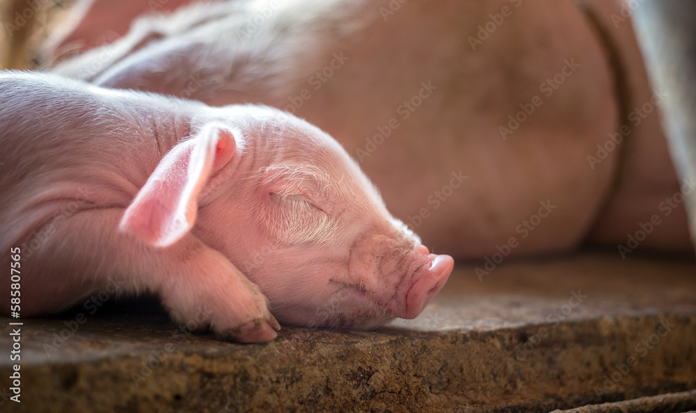 A week-old piglet cute newborn sleeping on the pig farm with other piglets, Close-up A week-old piglet cute newborn sleeping on the pig farm with other piglets, Close-up