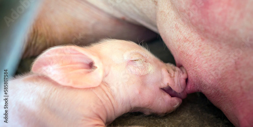 A week-old newborn piglet is suckling from its mother in pig farm,Close-up of Small piglet drinking milk from breast in the farm