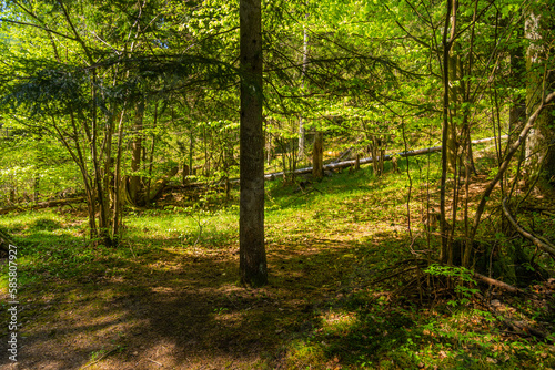 Fototapeta Naklejka Na Ścianę i Meble -  forest near Levoca