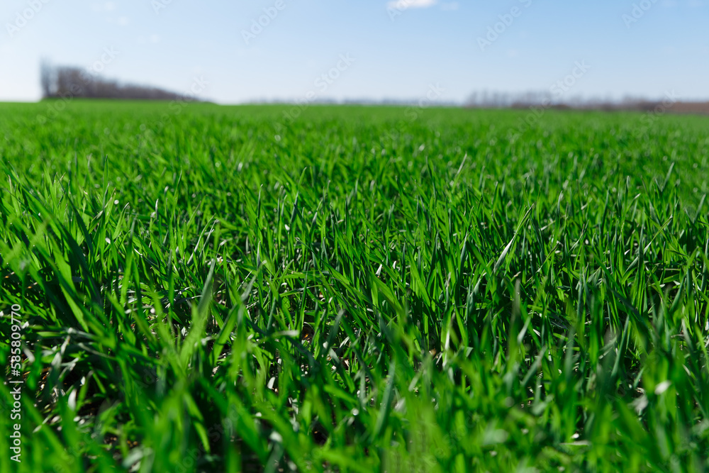 spring grass on the field, green grass, grass grows on the field, field in spring
spring grass on the field, green grass, grass grows on the field, field in spring