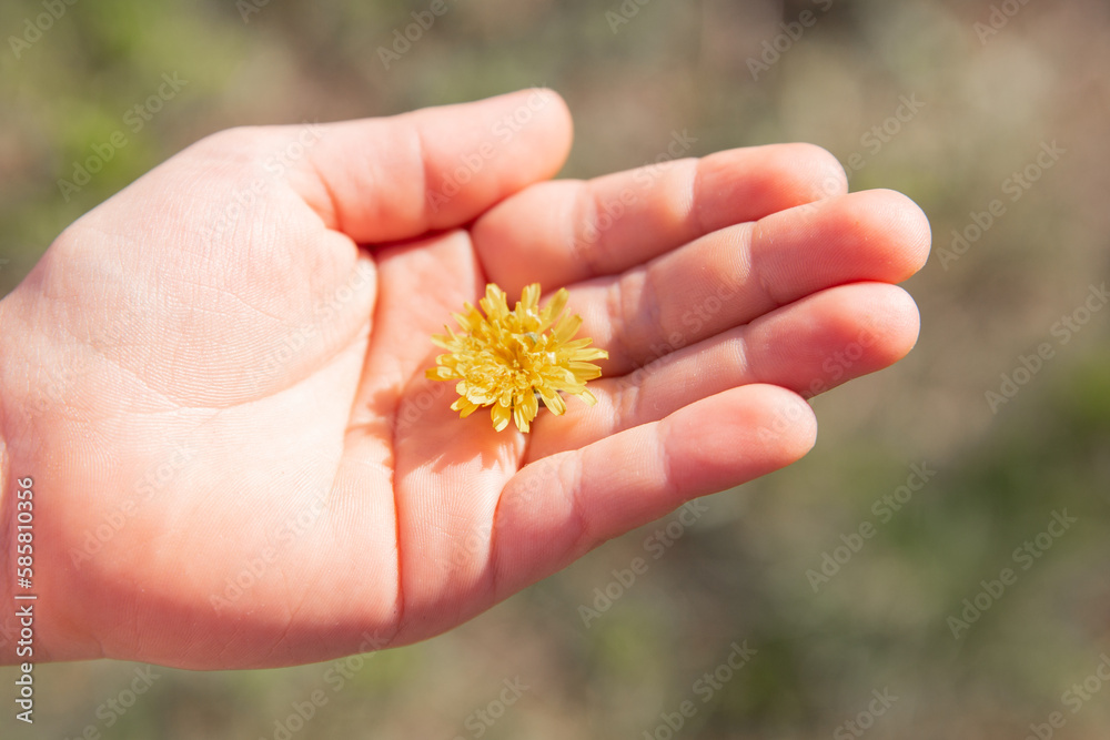 yellow dandelion against the sky, dandelion in hand against the sky, yellow dandelion in spring. Spring flowers. Beautiful background.
yellow dandelion against the sky, dandelion in hand against the sky, yellow dandelion in spring. Spring flowers. Beautiful background.